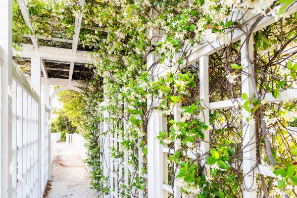 Trellis Repair in Gulfport