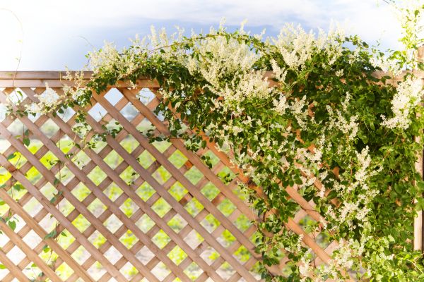 Lattice Repair in Gulfport