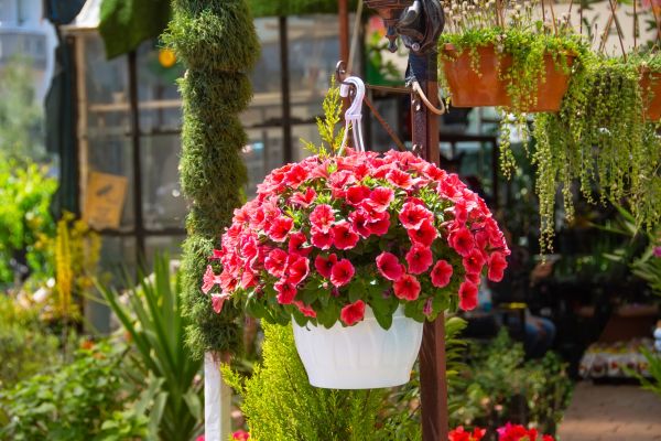 Hanging Planter Installation in Gulfport