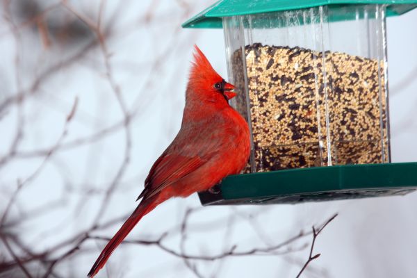 Bird Feeder Hanging in Gulfport